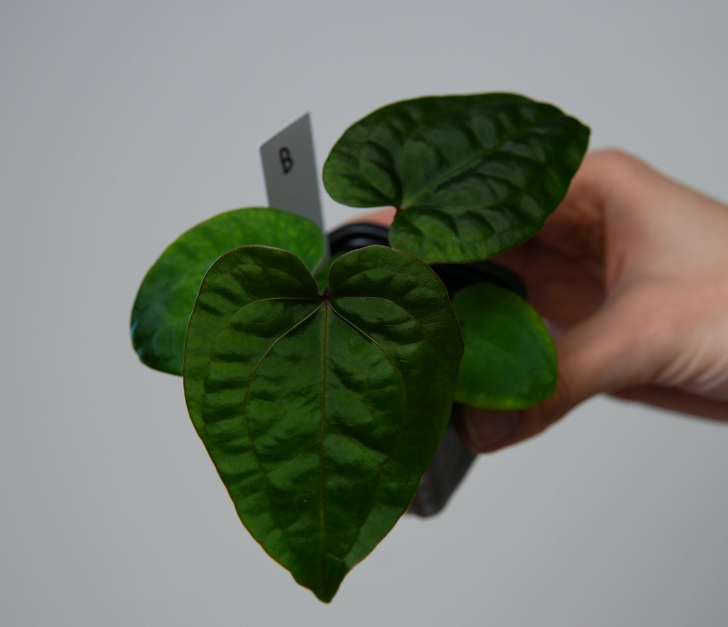 Anthurium (AOS x ZaraMichelle 4) x kunayalense or BVEP