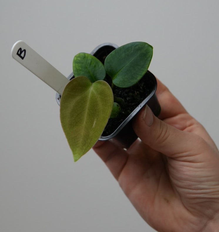 Anthurium (subsignatum x papillilaminum 'Marie') x carlablackiae NSE