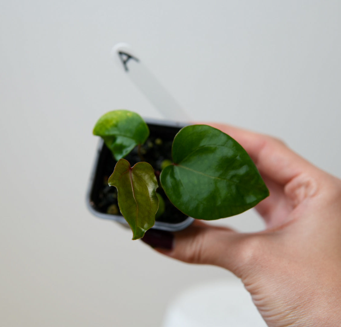 Anthurium (Red Crystallinum x forgetii) x (noid 'Code Red' x papillilaminum 'A+')
