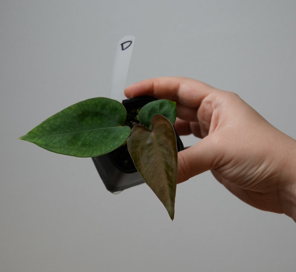 Anthurium carlablackiae X x (noid 'Code Red' x papillilaminum 'A+')