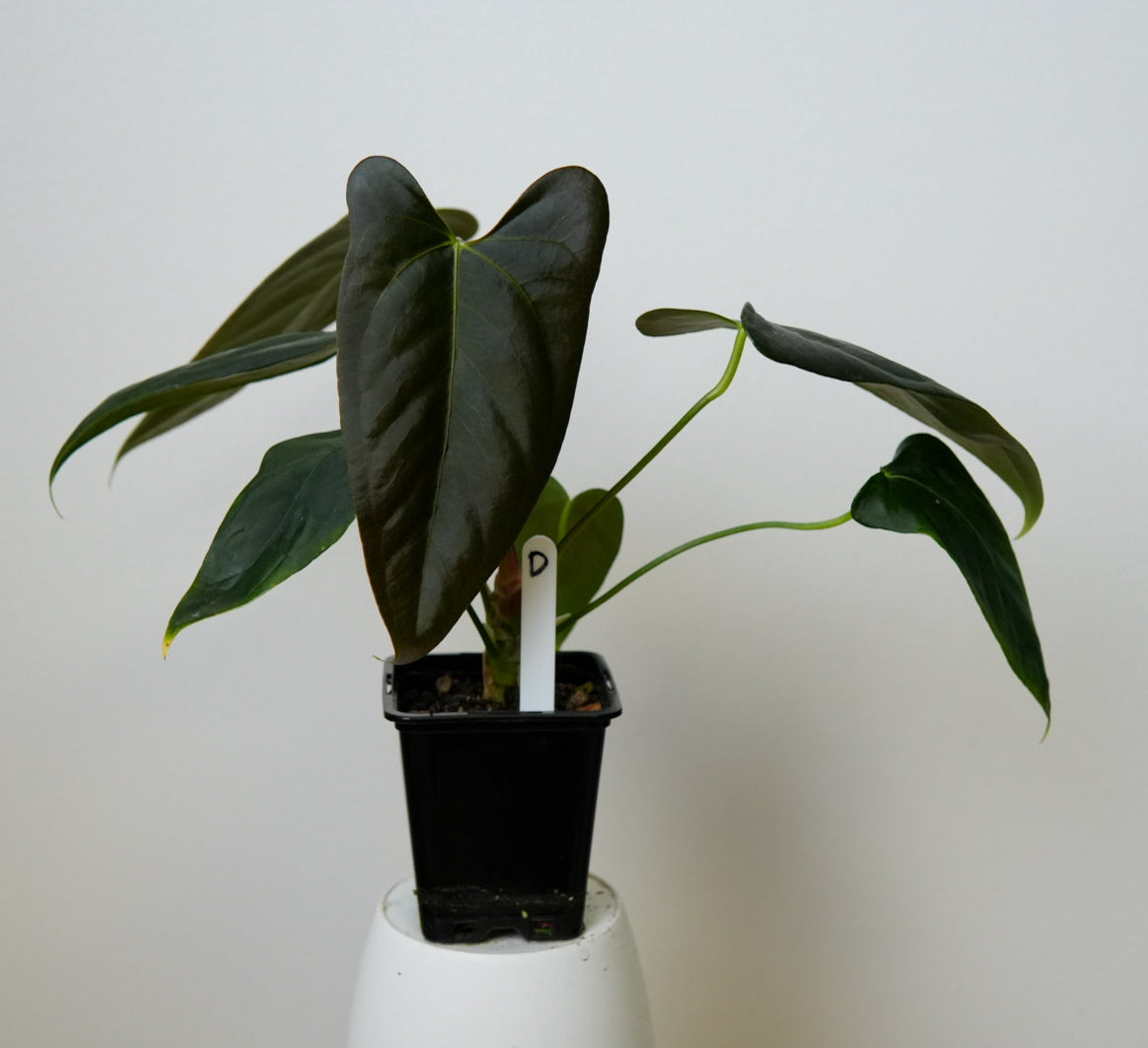 Anthurium (subsignatum x papillilaminum 'Marie') x (NSE dorito port x  papillilaminum RLFS)