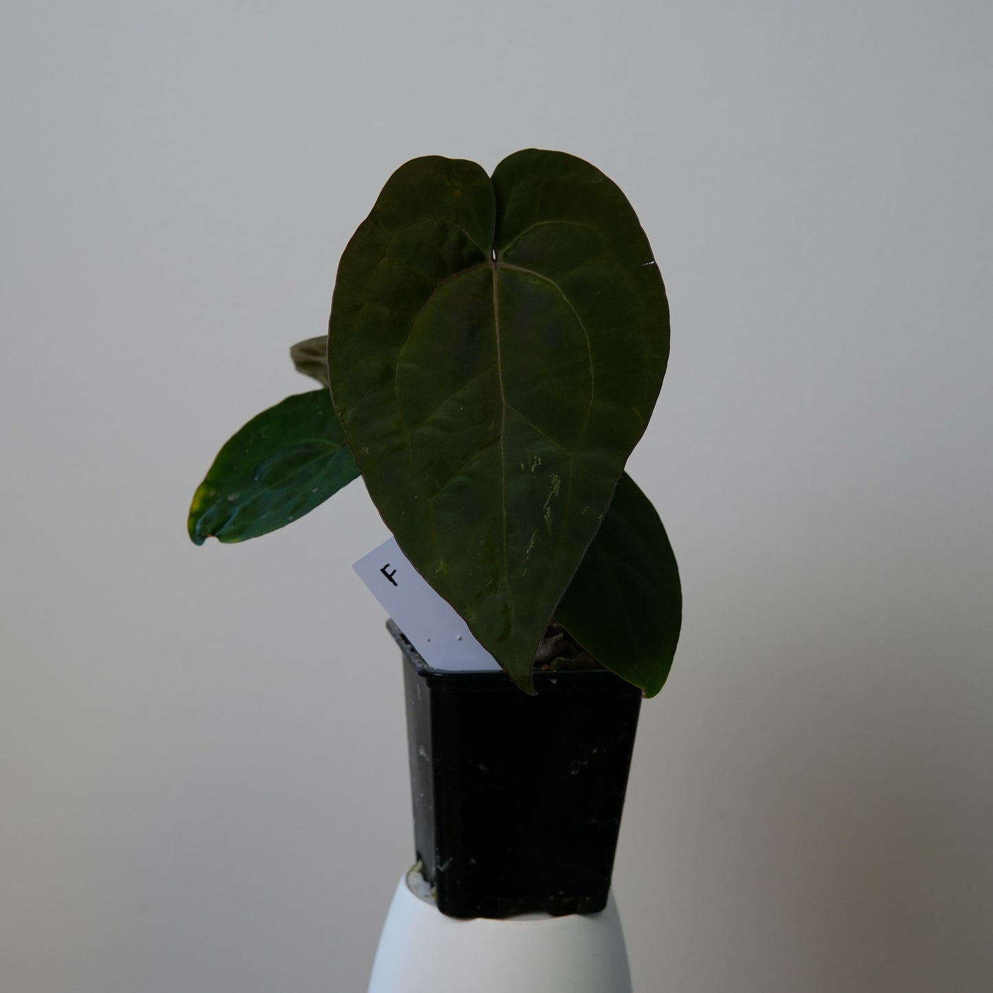 Anthurium (AOS x (Zara x Michelle) 4) x (noid 'Code Red' x papillilaminum 'A+')