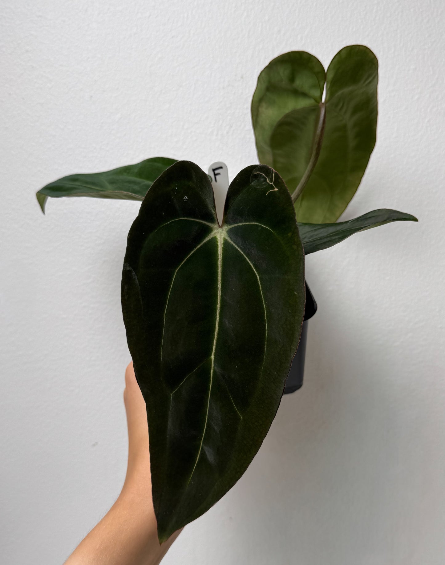 Anthurium carlablackiae (NSE) x (Dorito Port x RLFS)