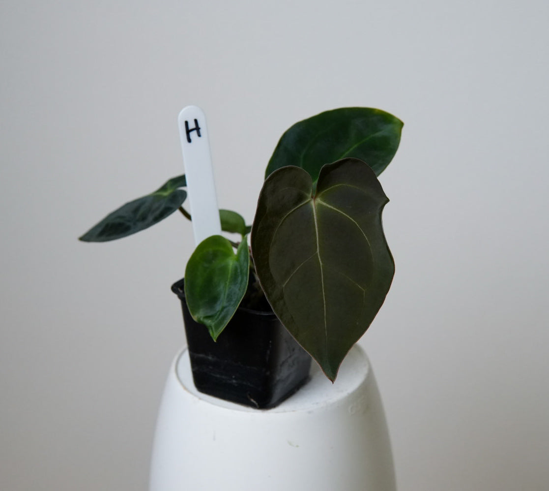 Anthurium (AOS x forgetii 2) x carlablackiae X (NSE)