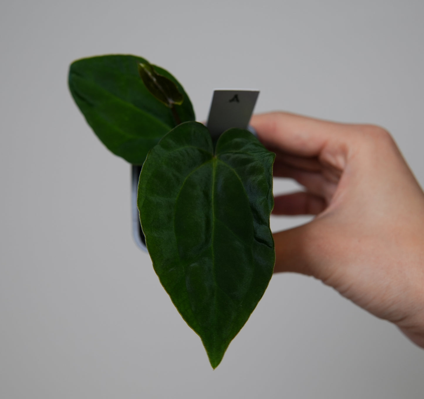 Anthurium (AOS x ZaraMichelle 4) x kunayalense or BVEP