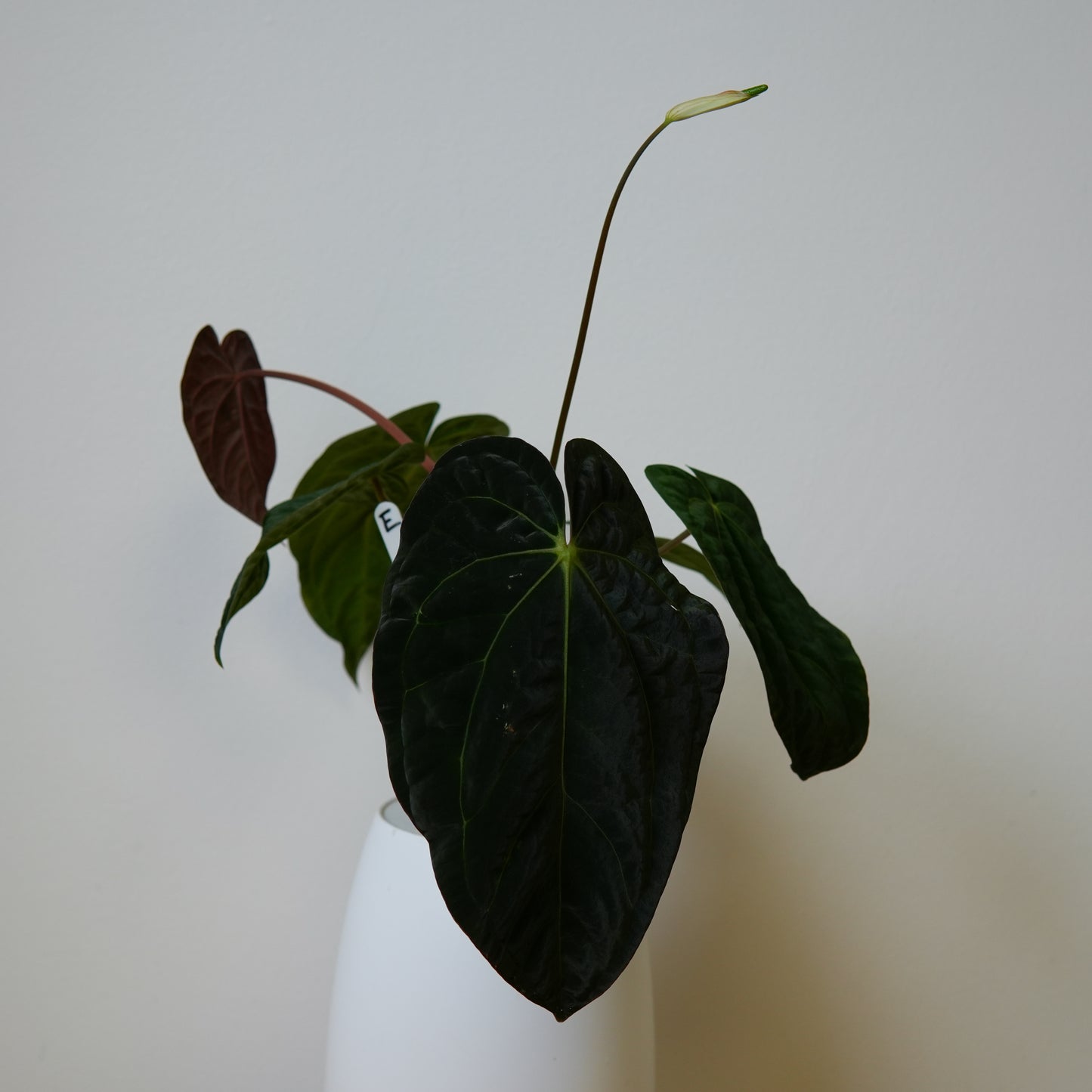 Anthurium carlablackiae (NSE) x BVEP ('SS x RA')