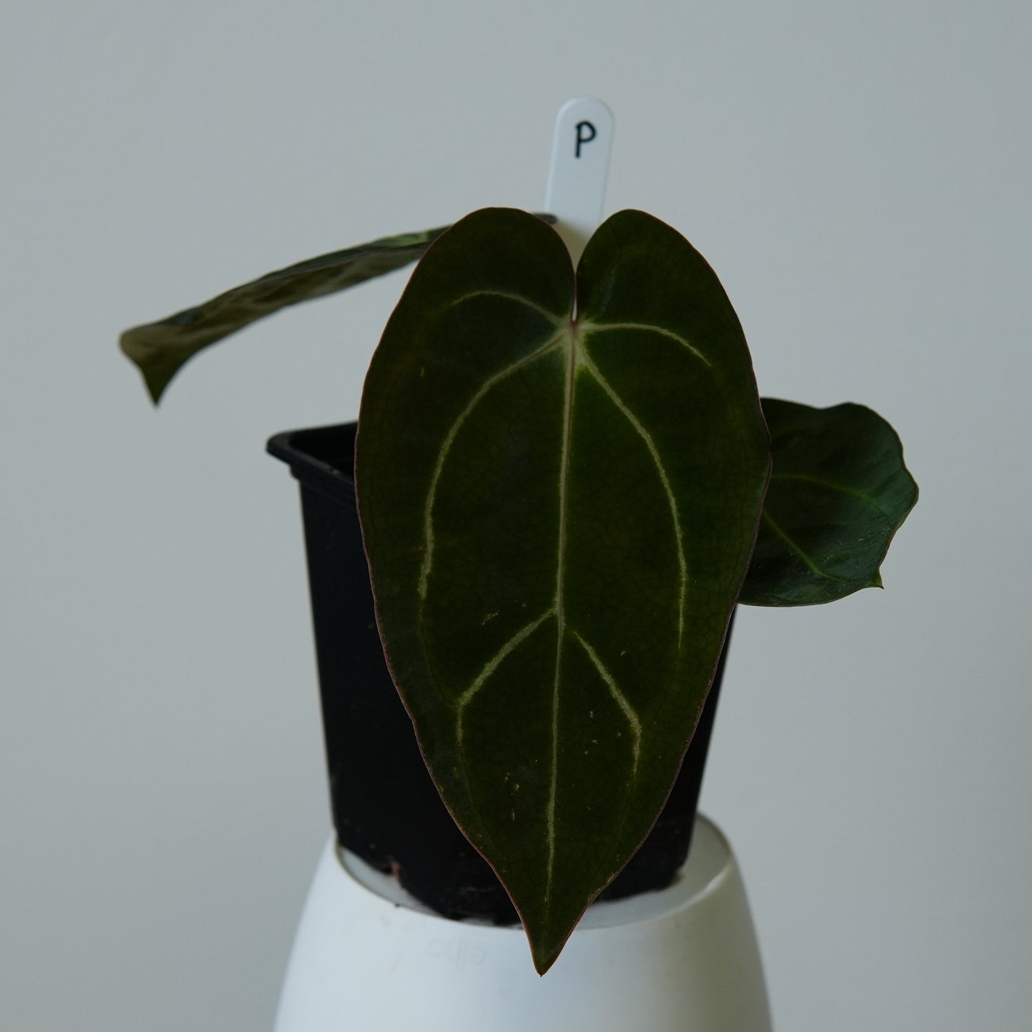 Anthurium carlablackiae (NSE) x carlablackiae X (NSE)