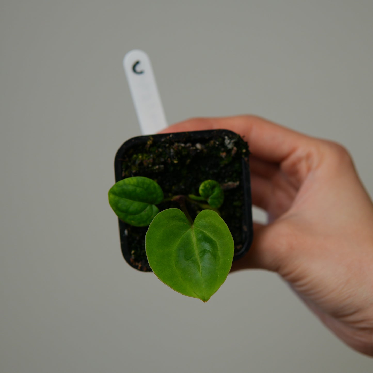 Anthurium (AOS x (Zara x Michelle) 1) x (carlablackiae (NSE) x kunayalense 1)