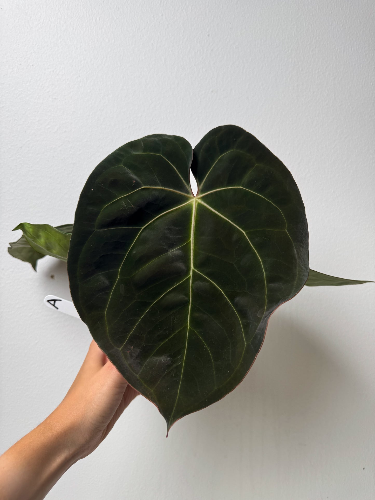 Anthurium carlablackiae X (NSE) x complex HU hybrid 1