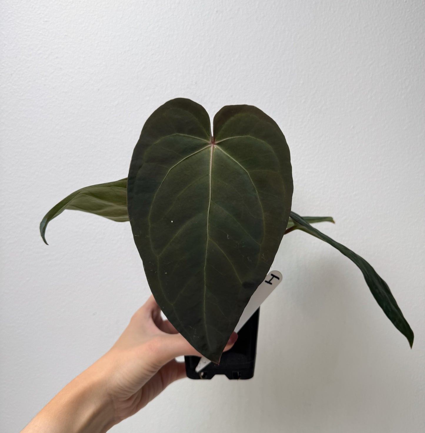 Anthurium complex HU hybrid 1 x carlablackiae X (NSE)