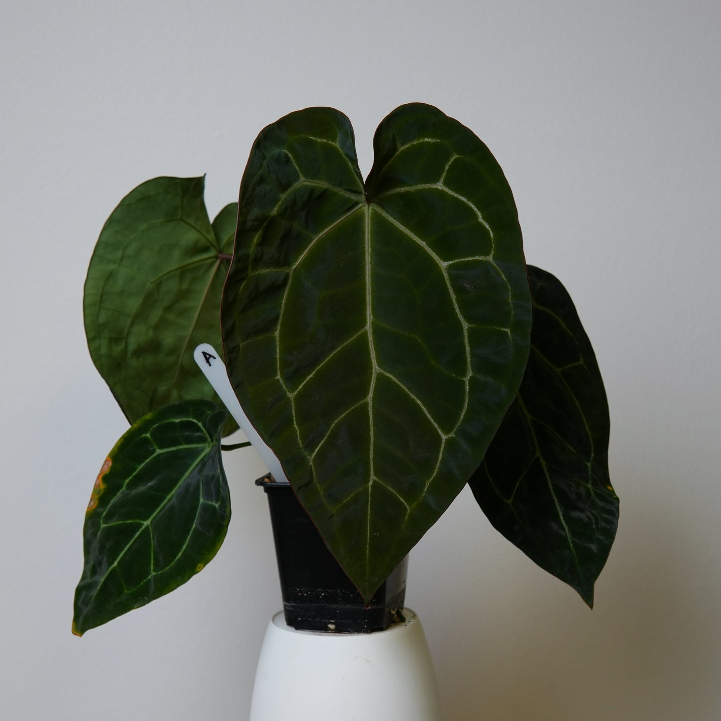 Anthurium (AOS x forgetii 2) x (Zara x Michelle)