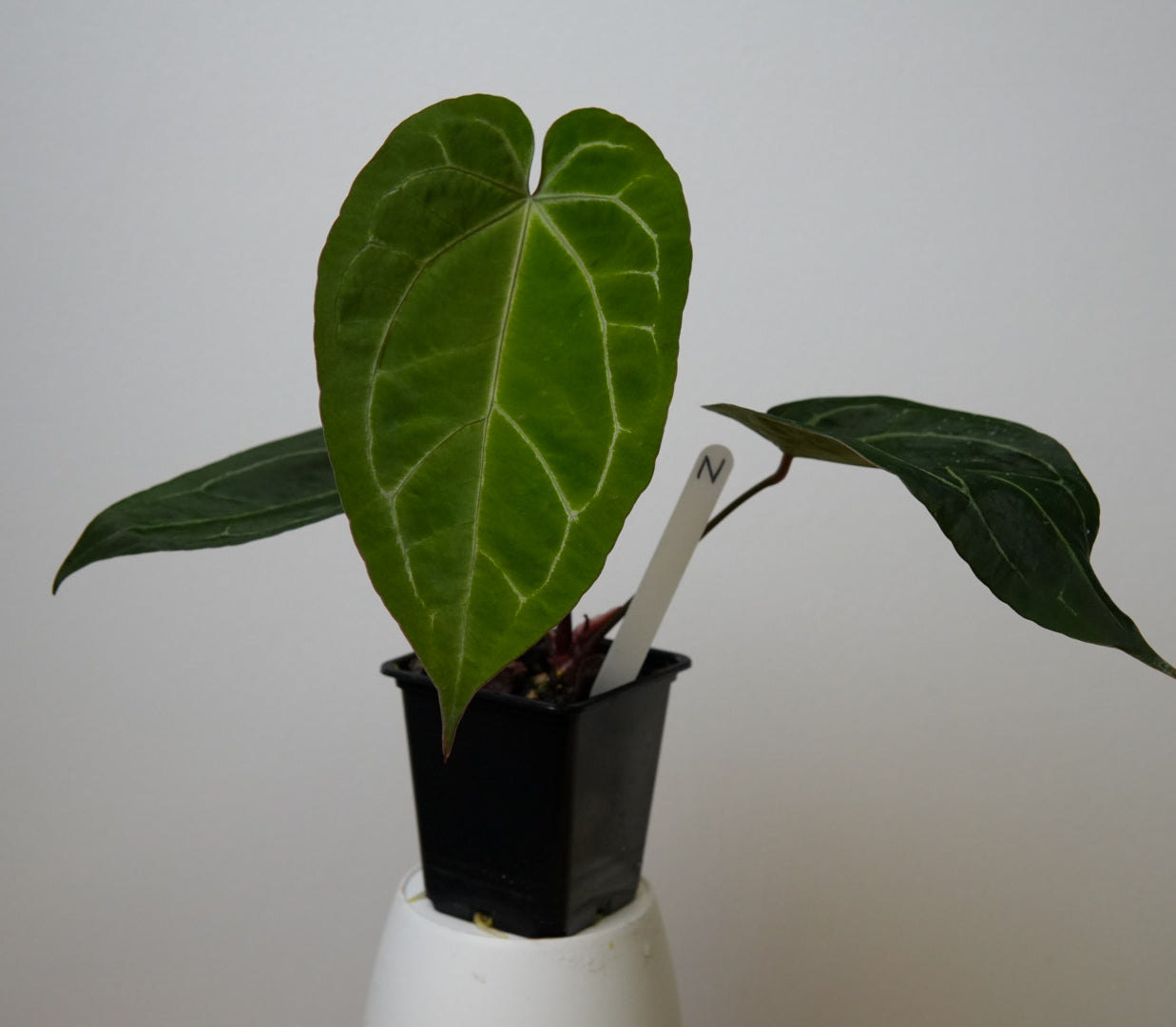 Anthurium Complex HU hybrid 2 x (Zara x Michelle)