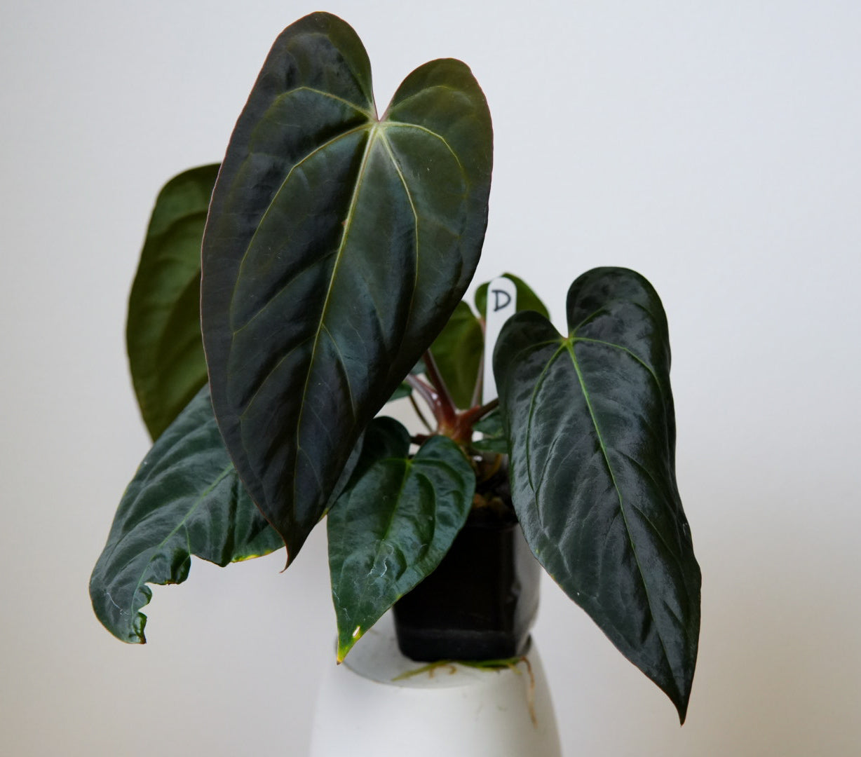 Anthurium carlablackiae (NSE) x (Dorito Port x RLFS)