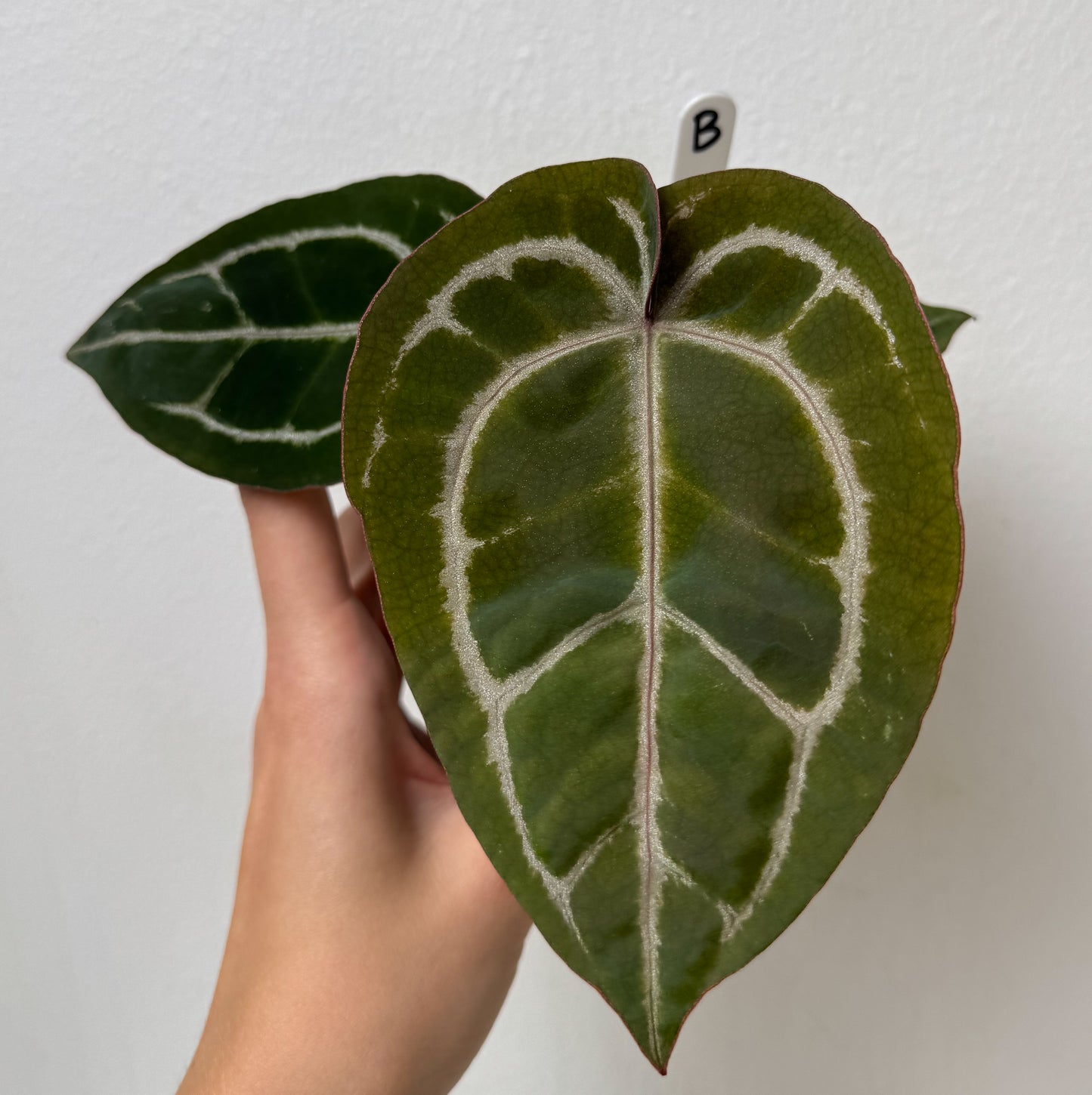 Anthurium Complex HU hybrid 2 x (Zara x Michelle)