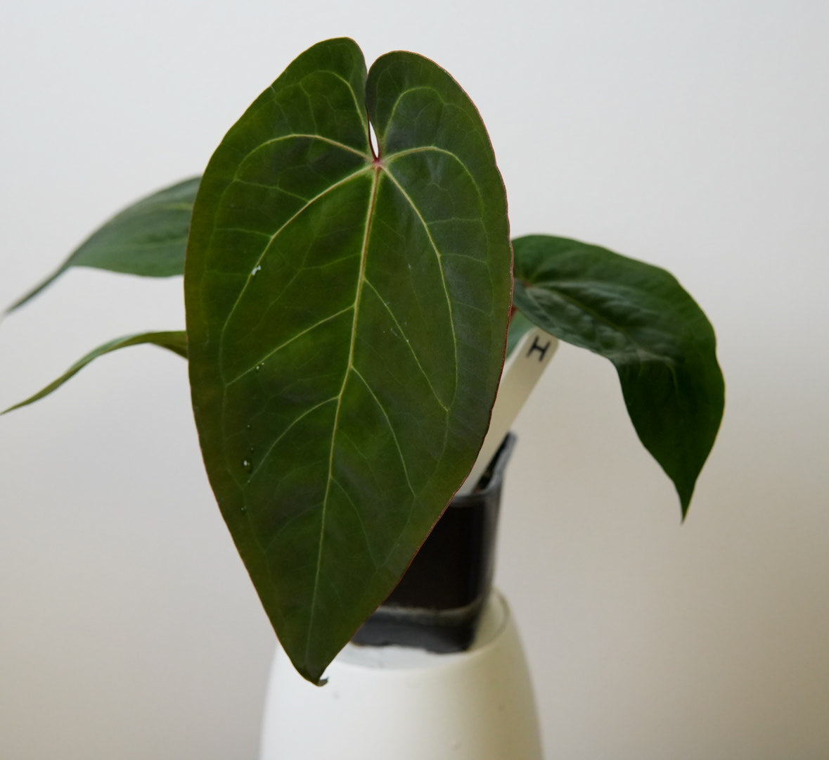 Anthurium Cv Carmesim x (Zara x Michelle)