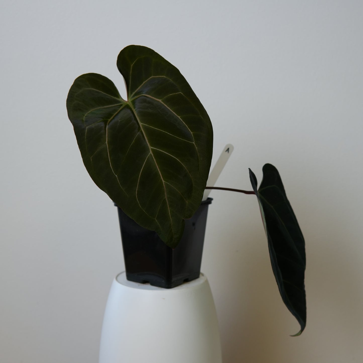 Anthurium (Zara x Michelle) x (Dorito Port x RLFS)