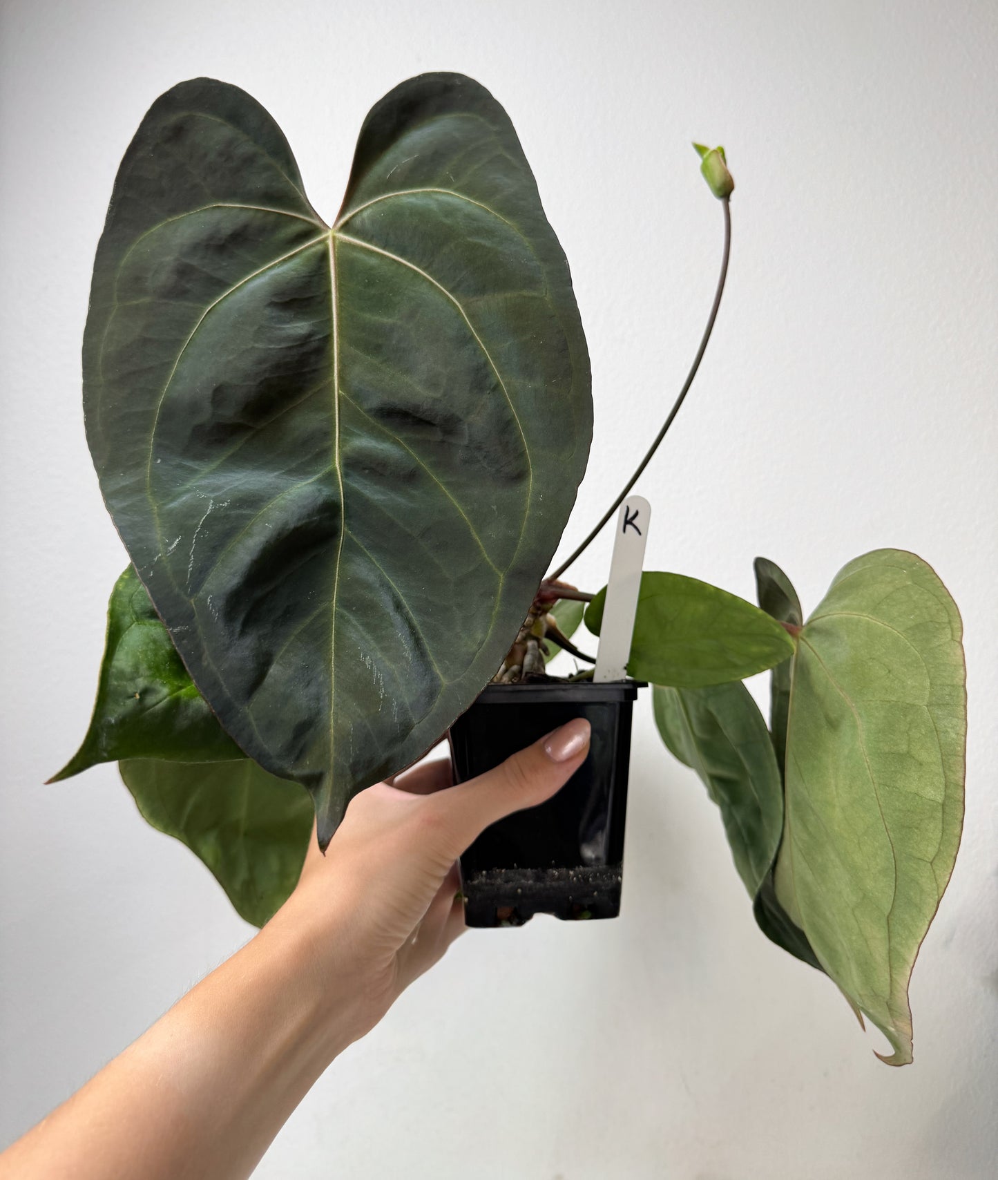 Anthurium carlablackiae X (NSE) x complex HU hybrid 1