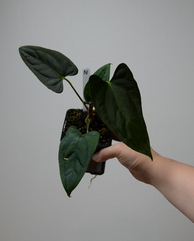 Anthurium (subsignatum x papillilaminum 'Marie') x (NSE dorito port x  papillilaminum RLFS)