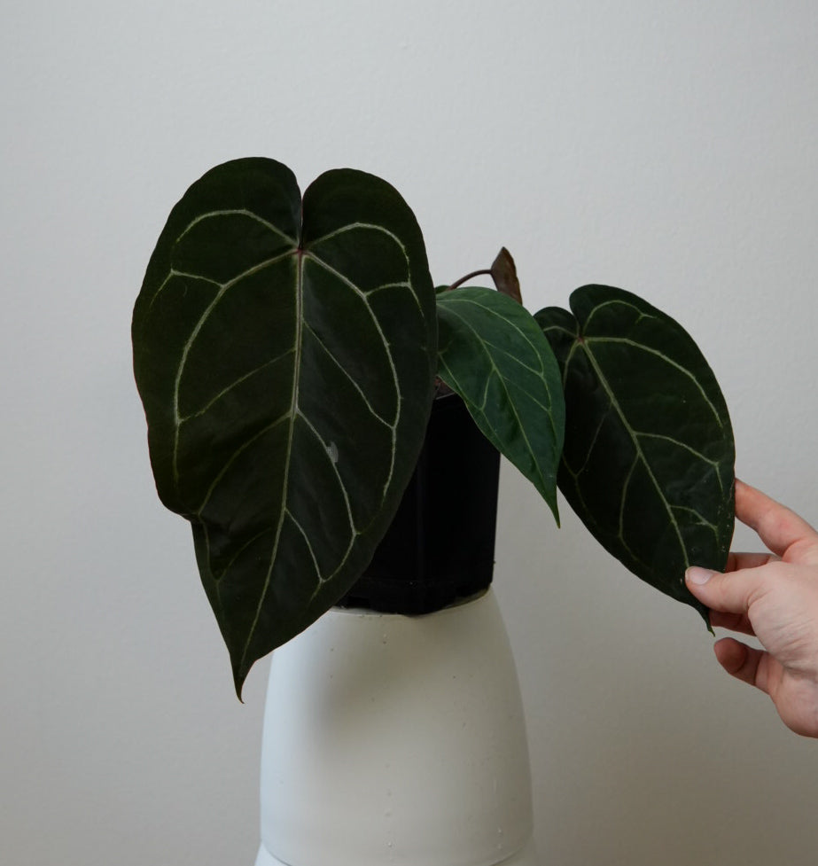 Anthurium (Zara x Michelle) x carlablackiae X (NSE)