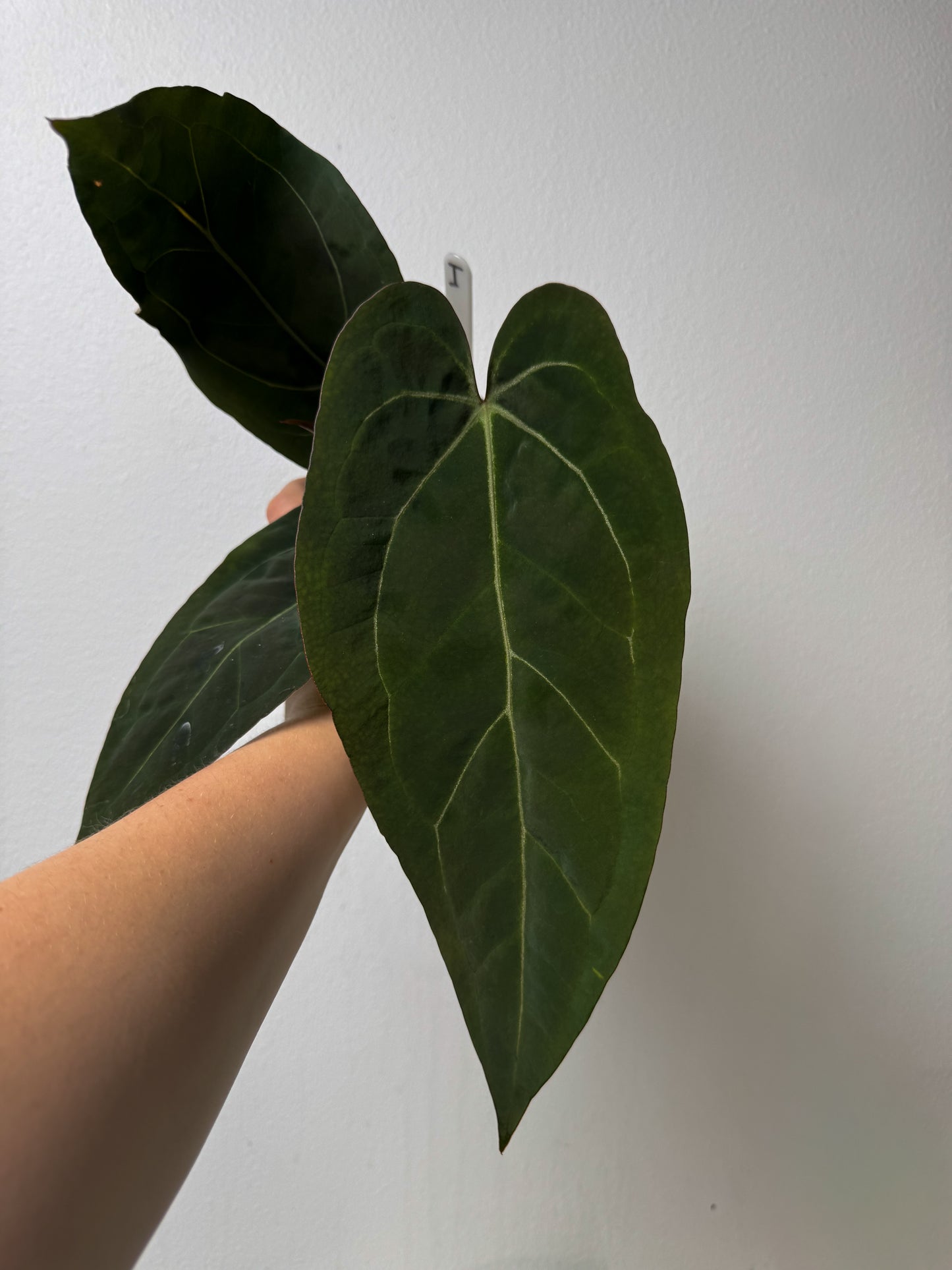 Anthurium (Zara x Michelle) x (Dorito Port x RLFS)