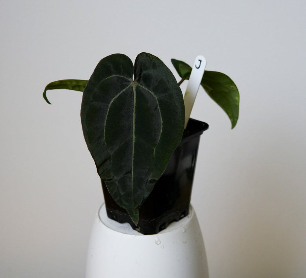 Anthurium Ace of Spades x carlablackiae (NSE)