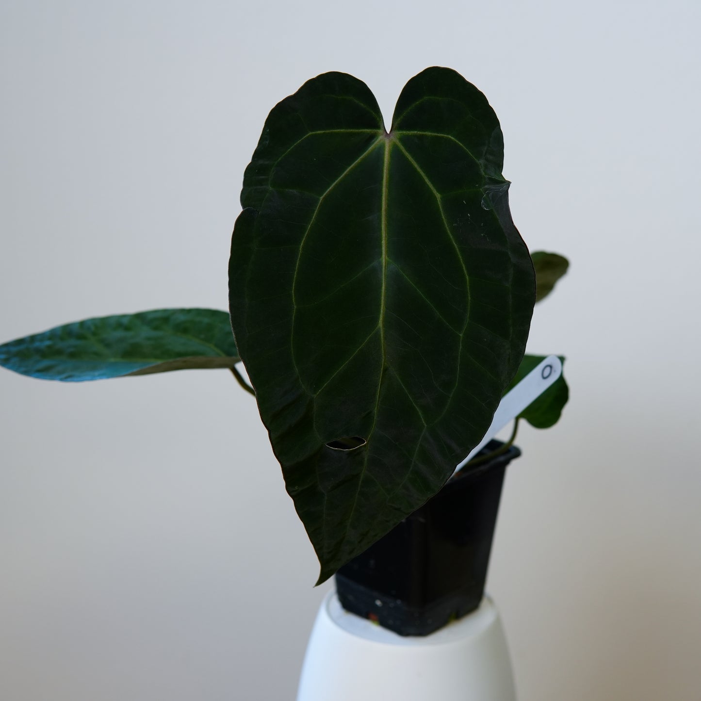Anthurium (AOS x (Zara x Michelle) 1) x ((carlablackiae x dressleri RD) x pap 'RLFS')