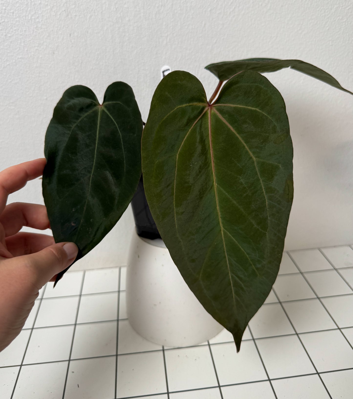 Anthurium (Zara x Michelle) x (Dorito Port x RLFS)