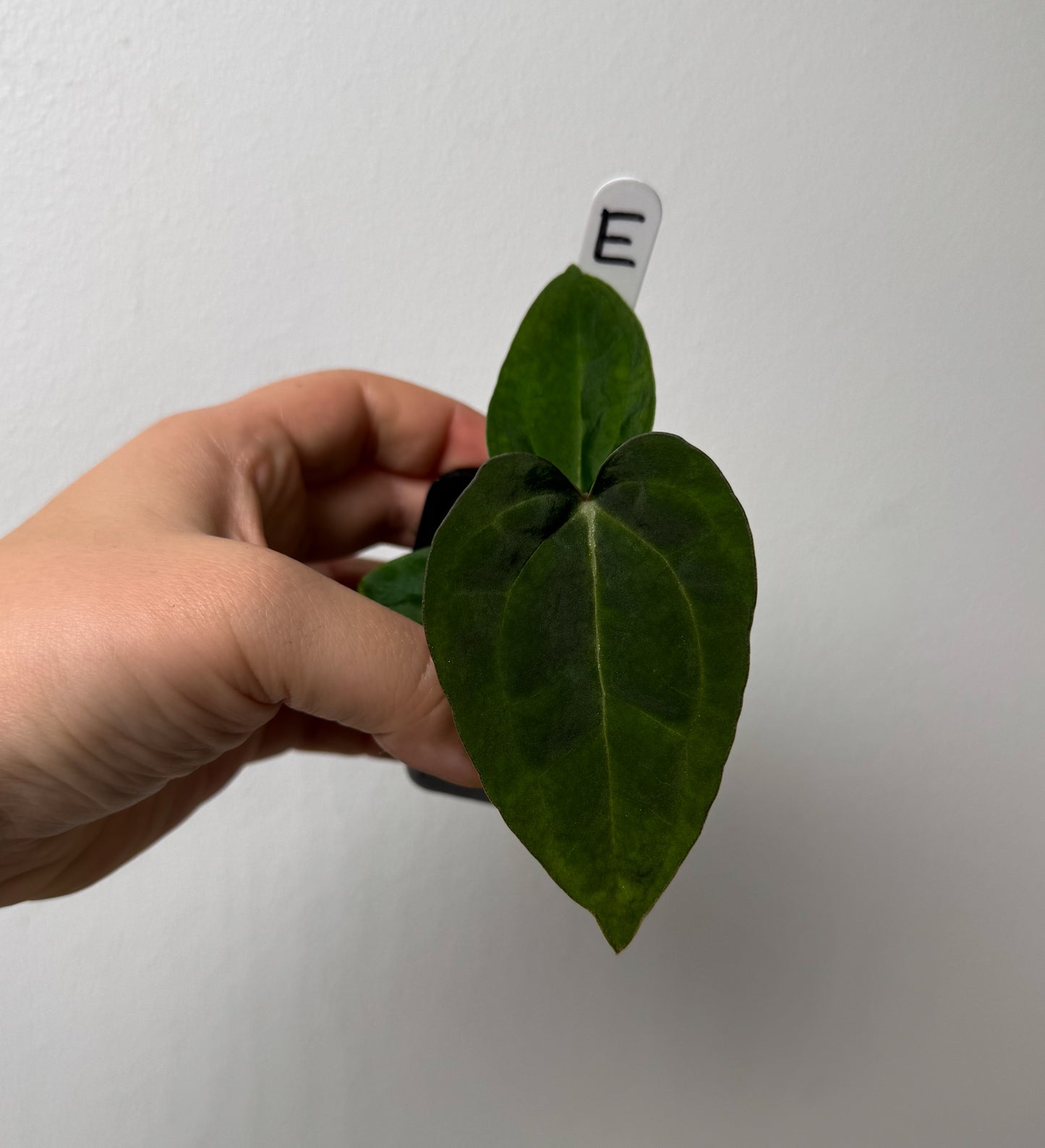 Anthurium Ace of Spades x carlablackiae (NSE)