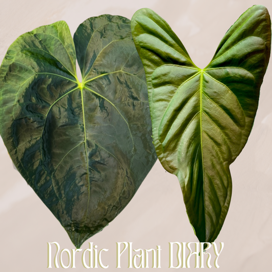 Anthurium QoH hybrid 3 x (subsignatum x papillilaminum 'Marie')