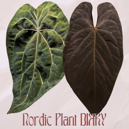 Anthurium (Red Crystallinum x forgetii) x (noid 'Code Red' x papillilaminum 'A+')