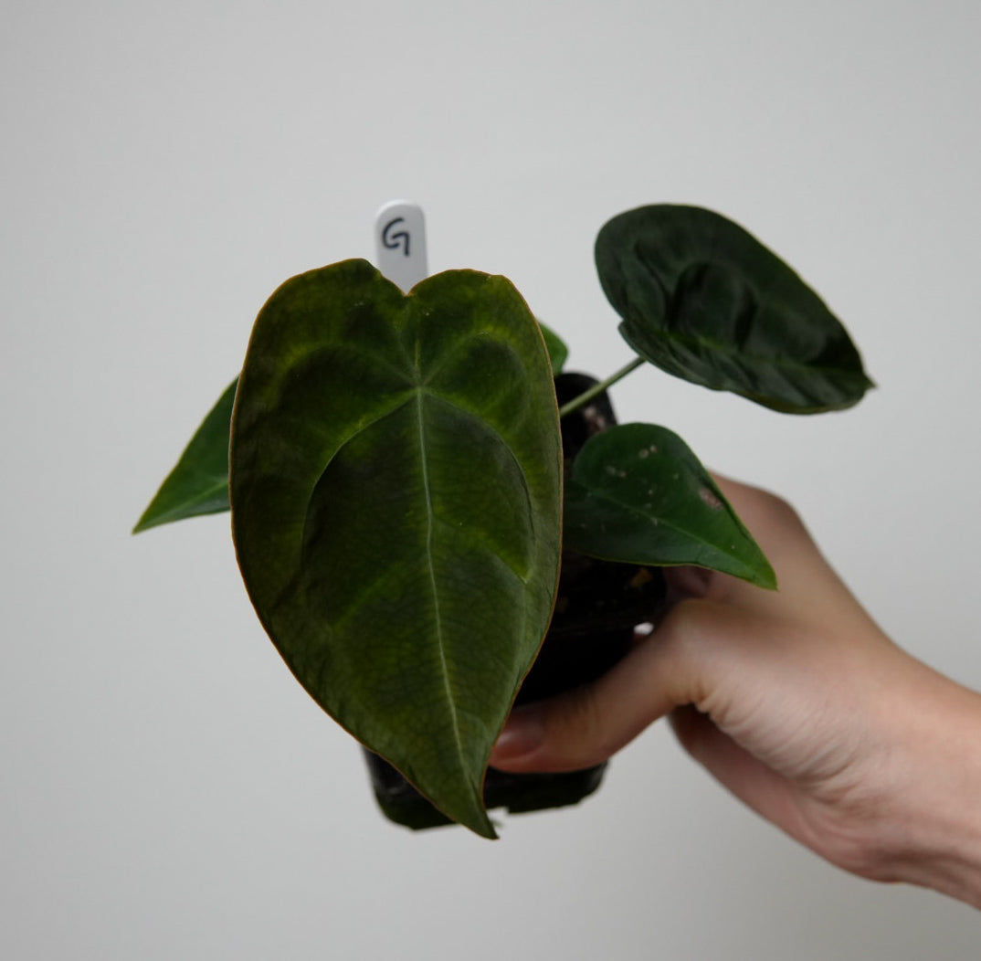 Anthurium forgetii dark form x self