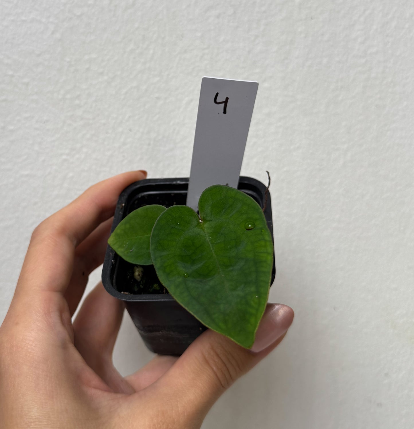 Anthurium (Red Crystallinum x forgetii) x (noid 'Code Red' x papillilaminum 'A+')