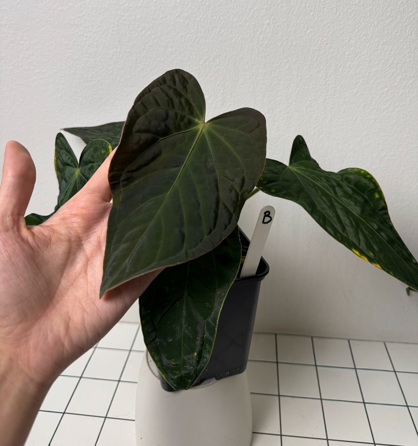 Anthurium carlablackiae (NSE) x kunayalense