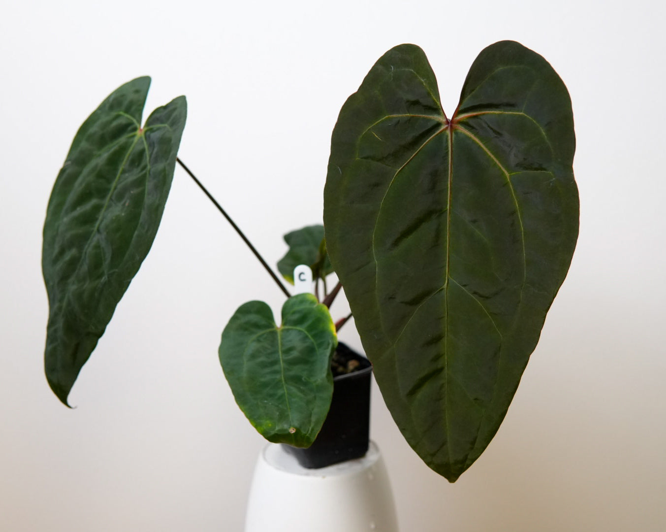 Anthurium (Zara x Michelle) x (Dorito Port x RLFS)