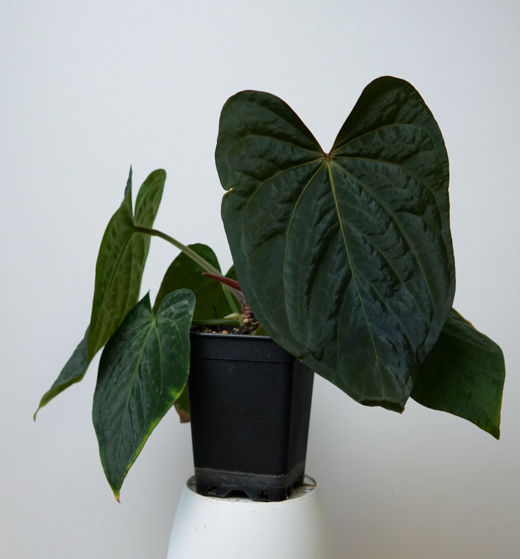 Anthurium carlablackiae (NSE) x kunayalense