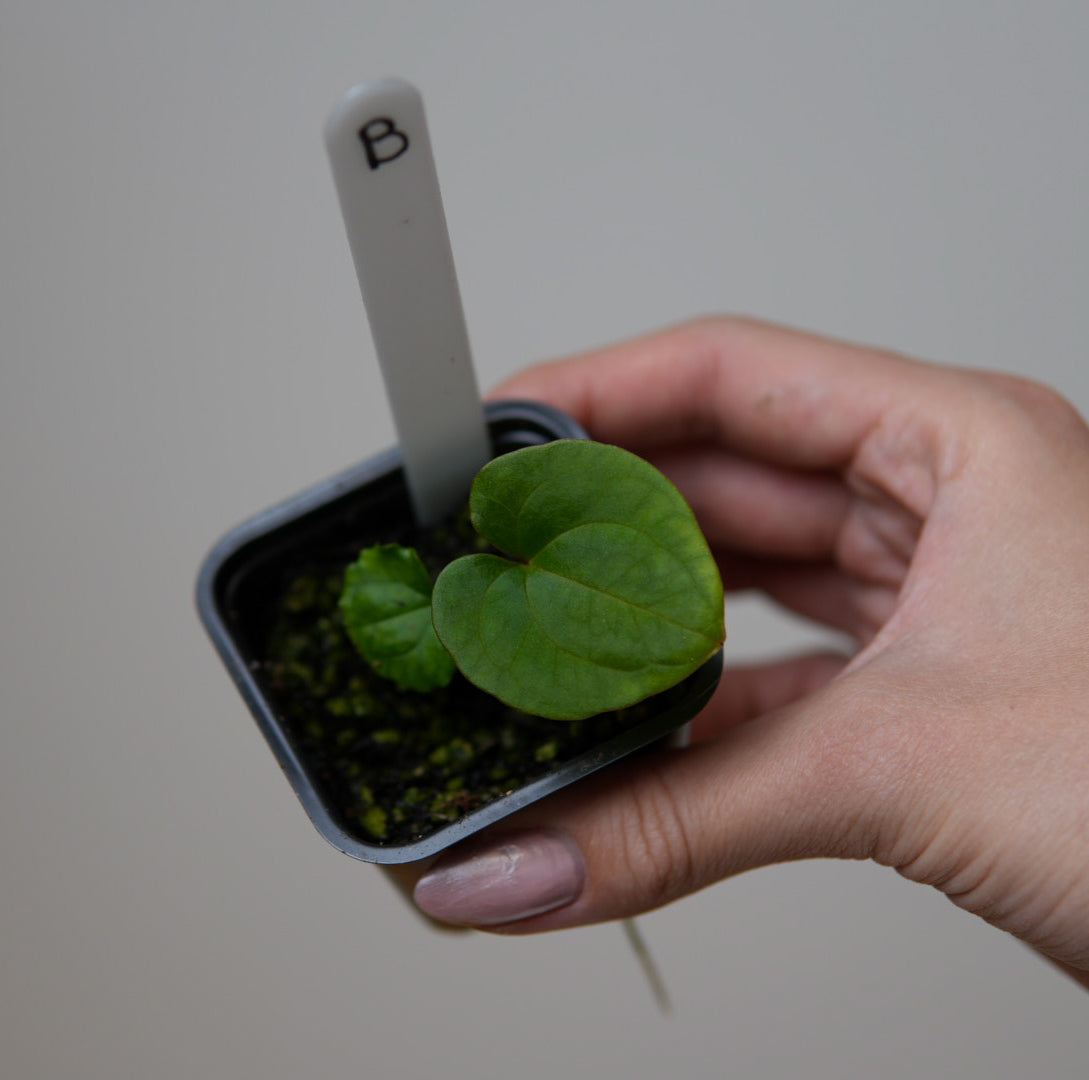 Anthurium (Velvet mask x besseae aff 1) x kunayalense