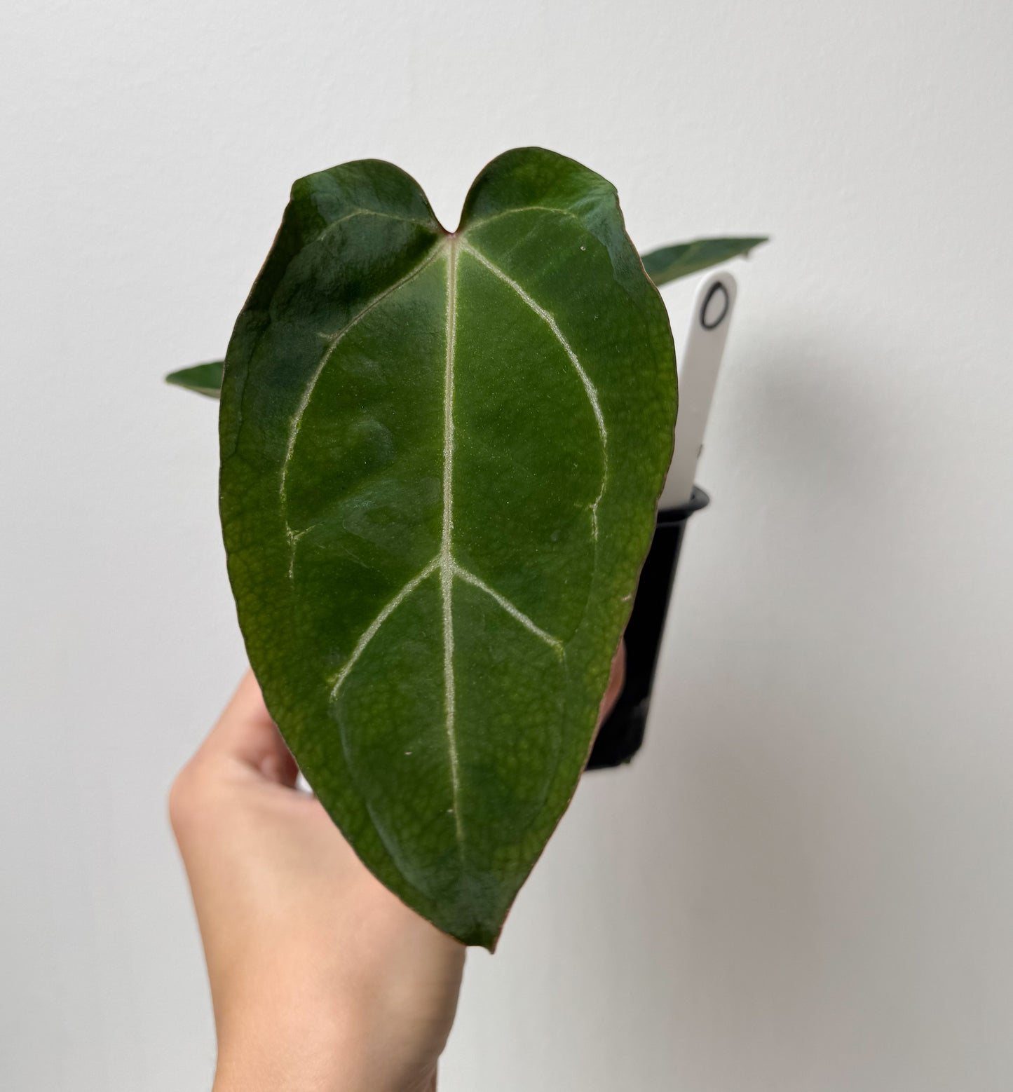 Anthurium (Zara x Michelle) x carlablackiae X (NSE)