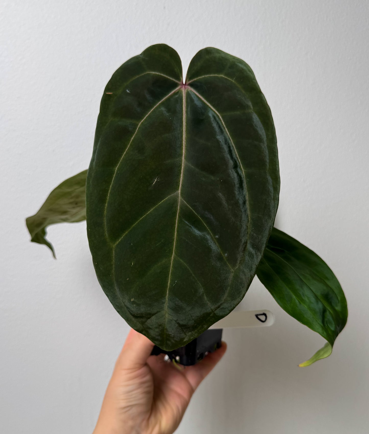 Anthurium complex HU hybrid 1 x carlablackiae X (NSE)