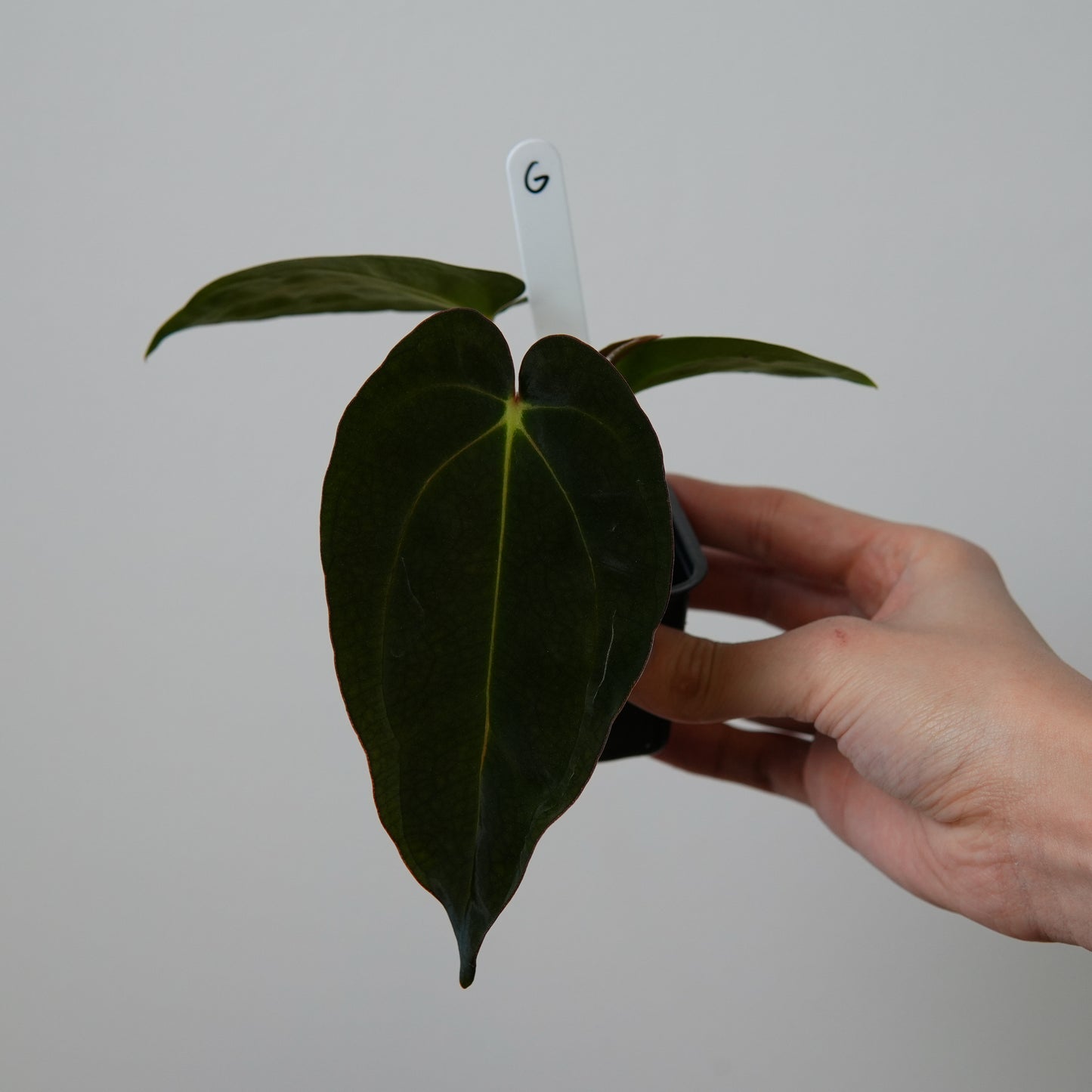 Anthurium ((carlablackiae x dressleri RD) x pap 'RLFS') x carlablackiae (NSE)