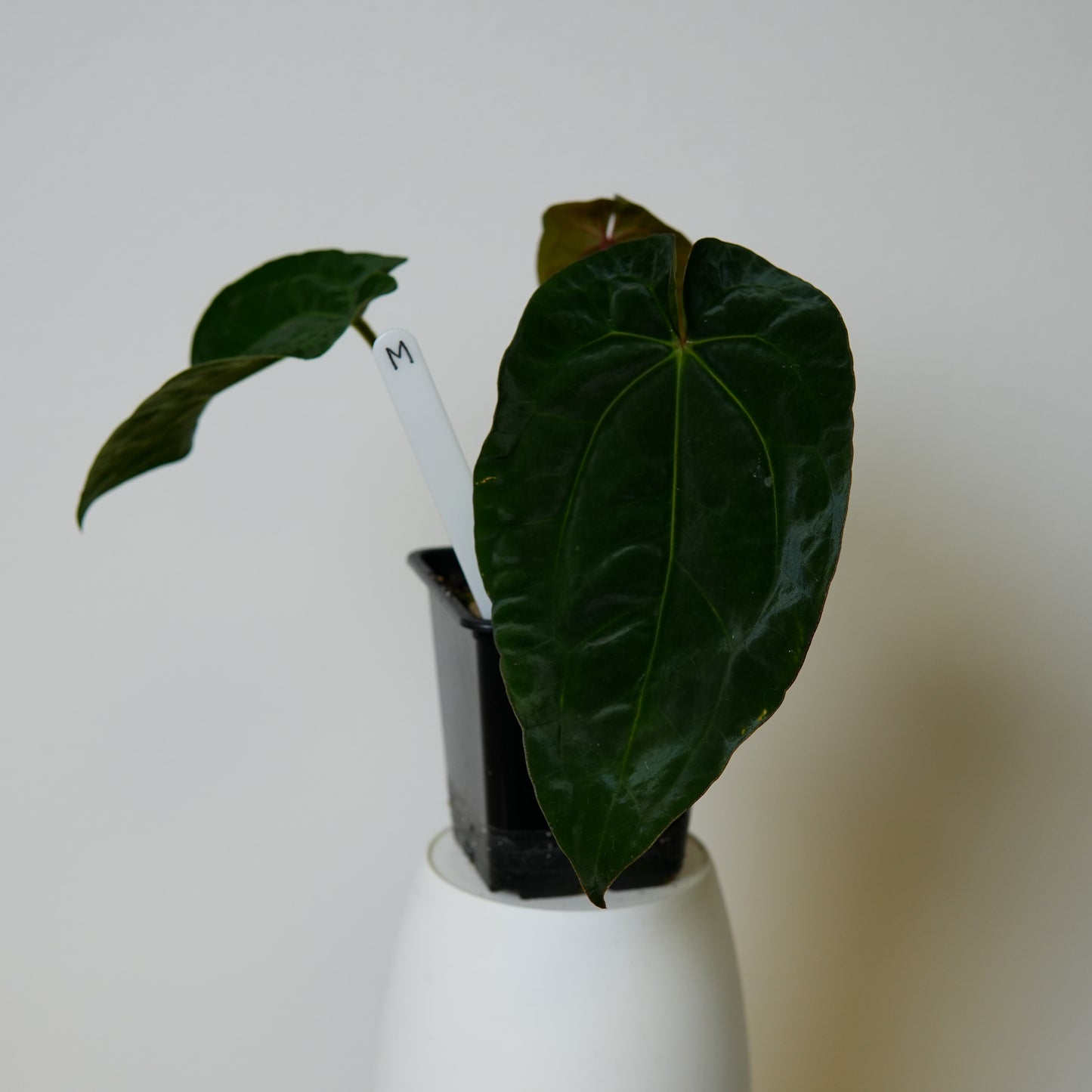 Anthurium (AOS x (Zara x Michelle) 6) x dressleri ('Black x RG f2')