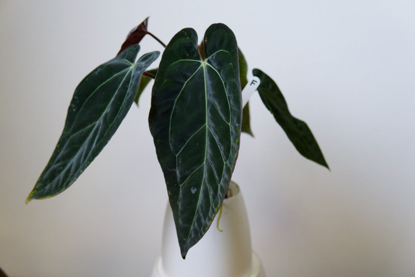 Anthurium carlablackiae (NSE) x (Dorito Port x RLFS)