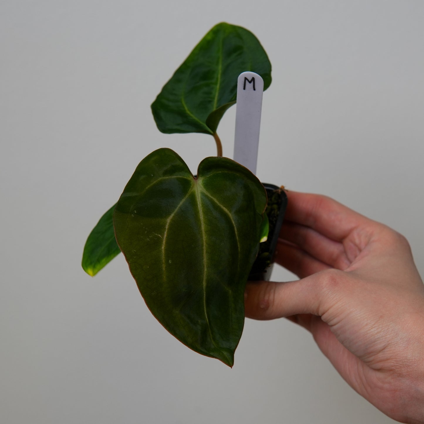 Anthurium carlablackiae (NSE) x carlablackiae X (NSE)