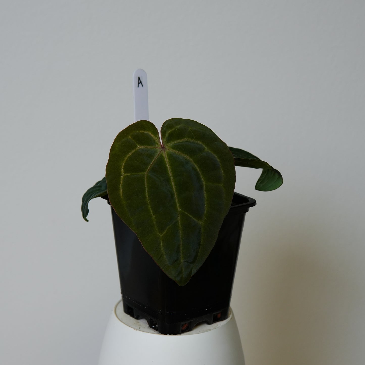 Anthurium (AOS x (Zara x Michelle) 1) x (carlablackiae (NSE) x kunayalense 1)