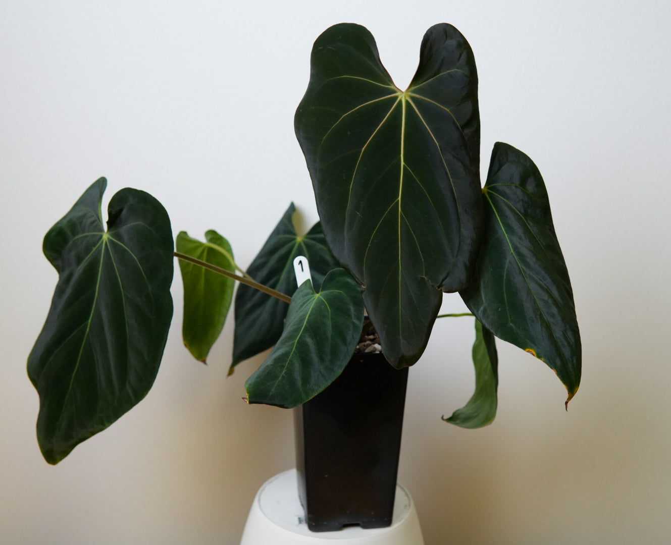 Anthurium (midnight velvet x 'red studd') x carlablackiae x (NSE)