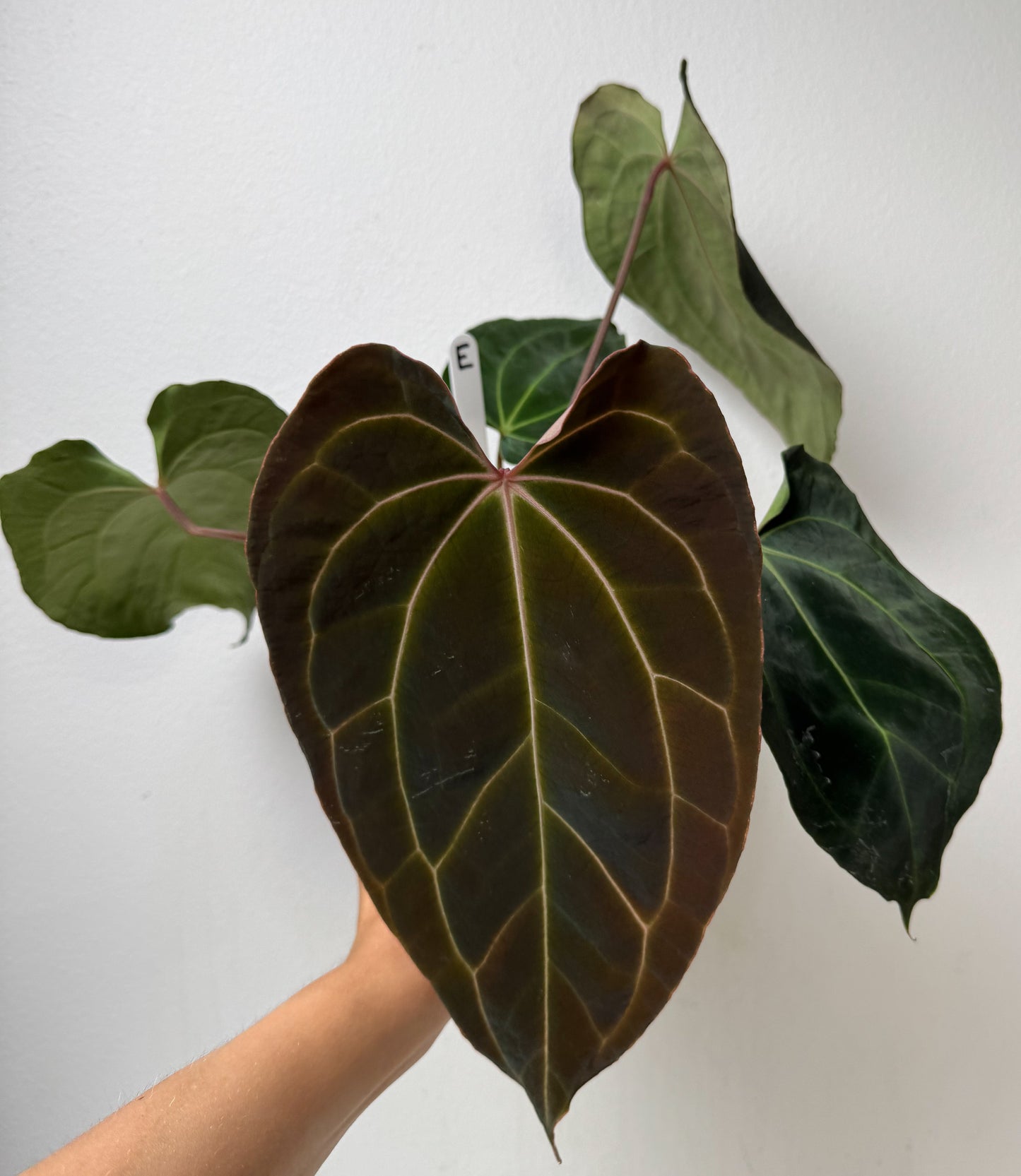 Anthurium besseae aff x carlablackiae X (NSE)