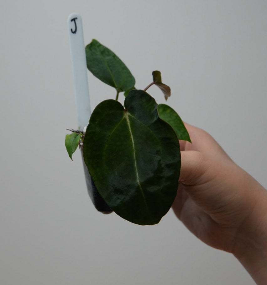 Anthurium (Zara x Michelle) x carlablackiae X (NSE)