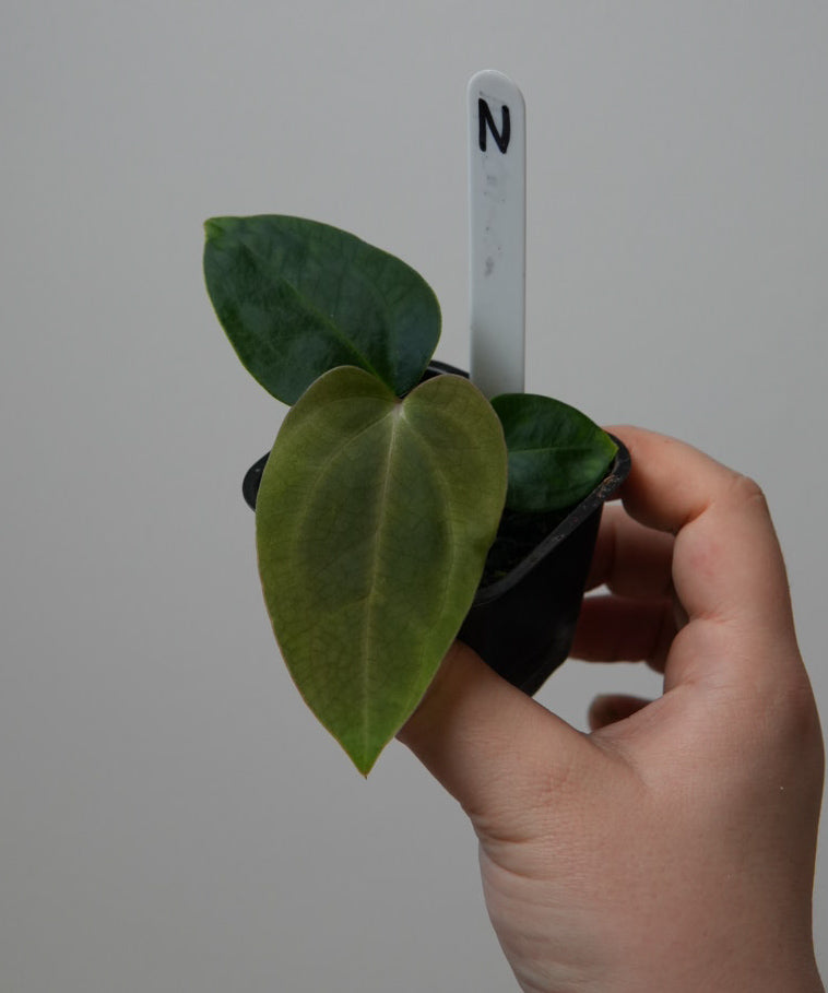 Anthurium (subsignatum x papillilaminum 'Marie') x carlablackiae NSE