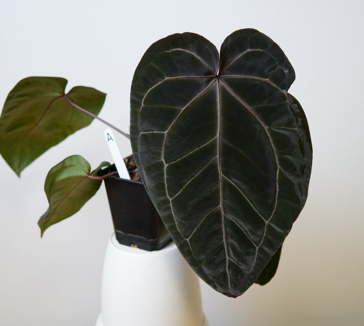Anthurium Complex HU hybrid 2 x (Zara x Michelle)