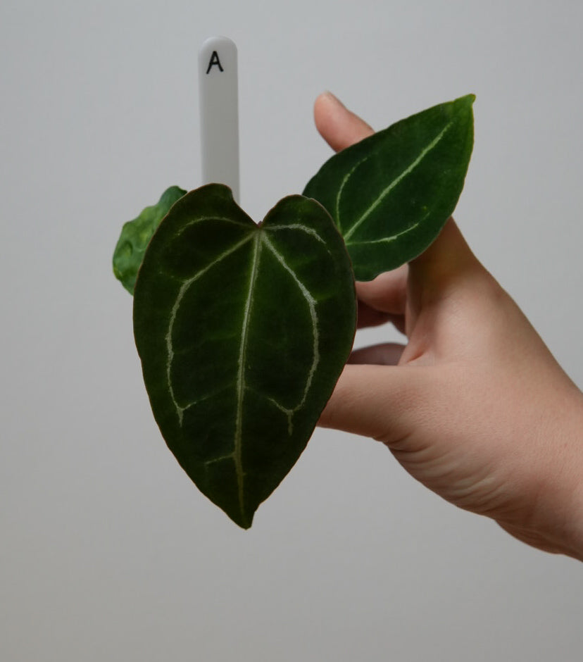 Anthurium complex HU hybrid 2 x (forgetii x warocquanum 'Alien')