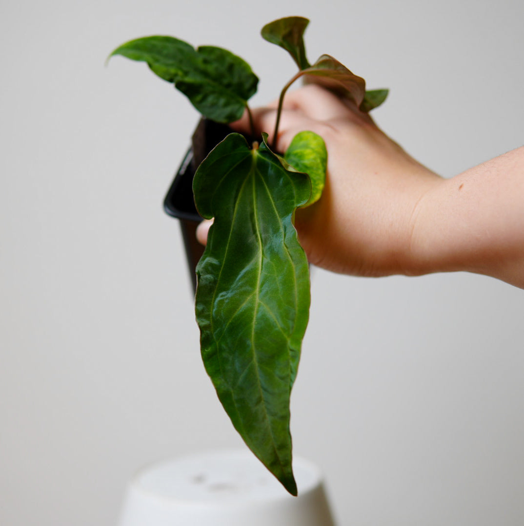 Anthurium papillilaminum 'Long x Long and Bullate' x Dorito Port (mutated)